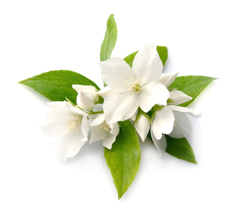 Jasmine essential oil 10ml